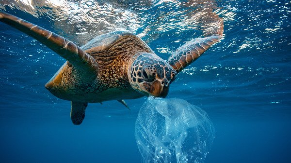 harming wildlife