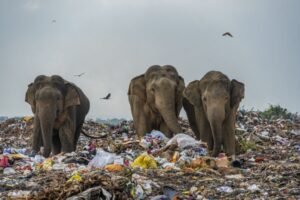 plastic bags harming wildlife