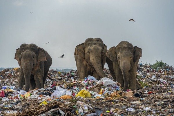 plastic bags harming wildlife